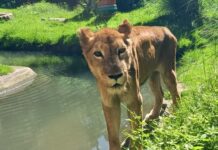 Equipe veterinária do Parque Zoobotânico Arruda Câmara realiza avalição na leoa Mimi