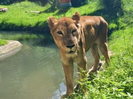 Equipe veterinária do Parque Zoobotânico Arruda Câmara realiza avalição na leoa Mimi