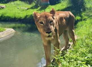 Equipe veterinária do Parque Zoobotânico Arruda Câmara realiza avalição na leoa Mimi
