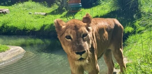 Equipe veterinária do Parque Zoobotânico Arruda Câmara realiza avalição na leoa Mimi