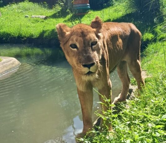 Equipe veterinária do Parque Zoobotânico Arruda Câmara realiza avalição na leoa Mimi