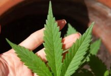 Anvisa autoriza mais de 100 mil importações de cannabis em 2026