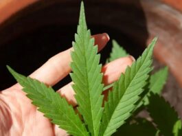 Anvisa autoriza mais de 100 mil importações de cannabis em 2026