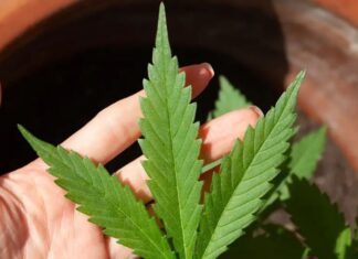 Anvisa autoriza mais de 100 mil importações de cannabis em 2026