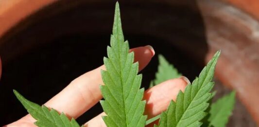 Anvisa autoriza mais de 100 mil importações de cannabis em 2026