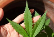 Decisão do STF sobre porte de maconha demanda novos procedimentos