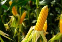 Festas juninas: Conheça os benefícios nutricionais do milho