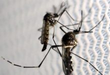 Brasil passa de 4 milhões de casos de dengue; mortes chegam a 1.937