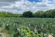Agricultura promove reunião para planejar distribuição de 100 mil raquetes de palmas forrageiras em Lagoa Seca