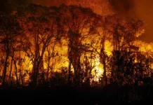 Quase 1/4 do território brasileiro pegou fogo nos últimos 40 anos