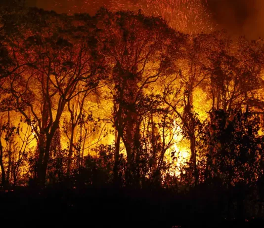 Pantanal registra maior número de focos de incêndio desde 1988
