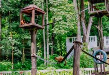 Prefeitura de JP anuncia reabertura do Parque Zoobotânico Arruda Câmara com novas medidas de segurança e gestão