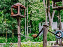 Prefeitura de JP anuncia reabertura do Parque Zoobotânico Arruda Câmara com novas medidas de segurança e gestão