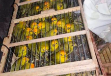 Polícia Militar prende suspeito e apreende 400 aves silvestres no Vale do Piancó