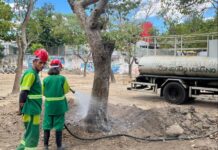 Coordenadoria do Meio Ambiente de CG realiza transplante de árvores para o Parque Evaldo Cruz