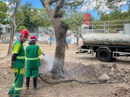 Coordenadoria do Meio Ambiente de CG realiza transplante de árvores para o Parque Evaldo Cruz