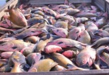 Semana Santa movimenta mercado da pesca e aquicultura no país