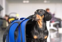 Comissão aprova prisão e multa para quem abandonar animal em carro
