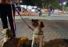 Nesta quarta (06), Instituição realiza feira de adoção de cães e gatos