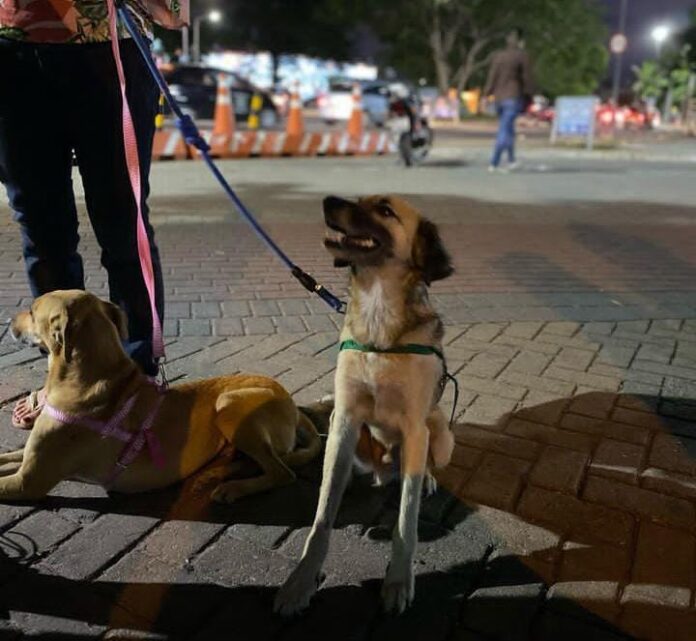 pet57f01f87-cc57-4049-a83b-8336ef47973a