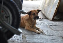 Polícia instaura inquérito para apurar envenenamento de cerca de 70 animais em Teixeira