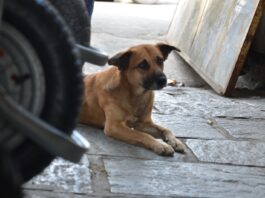 Polícia instaura inquérito para apurar envenenamento de cerca de 70 animais em Teixeira