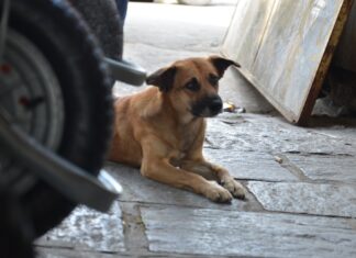 Polícia instaura inquérito para apurar envenenamento de cerca de 70 animais em Teixeira