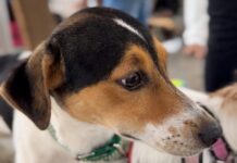 Operação “Quatro Patas” prende seis por maus-tratos a animais