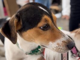 Operação “Quatro Patas” prende seis por maus-tratos a animais