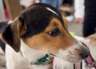 Operação “Quatro Patas” prende seis por maus-tratos a animais