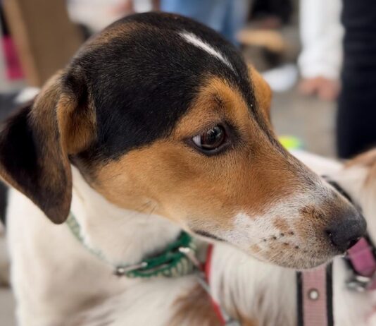 Lei que define normas para “guarda compartilhada” de pets é sancionada