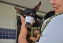 Campina Grande promove no próximo sábado dia D da Campanha de Vacinação Antirrábica; confira locais