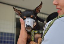 Lei que proíbe testes de cosméticos em animais já está em vigor