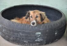 Governo Federal sanciona lei que cria cadastro nacional de animais domésticos