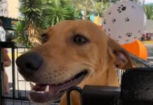 Centro de Zoonoses de CG realiza novo evento de adoção de animais no próximo sábado