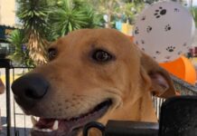 Brasil tem cerca de 30 milhões de animais domésticos abandonados