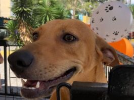 Brasil tem cerca de 30 milhões de animais domésticos abandonados