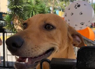 Brasil tem cerca de 30 milhões de animais domésticos abandonados