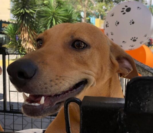 Brasil tem cerca de 30 milhões de animais domésticos abandonados