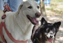 Câmara aprova suspensão e cassação da CNH para quem abandonar animais