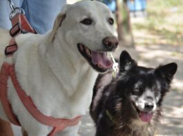 Câmara aprova suspensão e cassação da CNH para quem abandonar animais