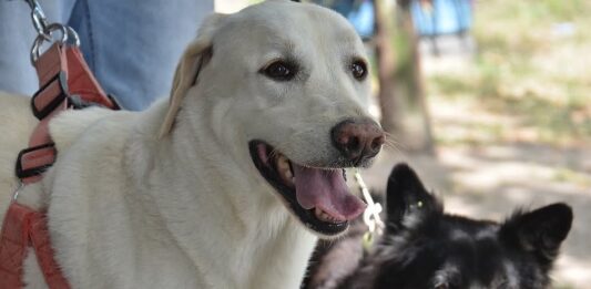 Câmara aprova suspensão e cassação da CNH para quem abandonar animais