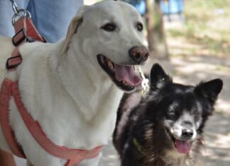 Dia D vacina cães e gatos em 135 pontos de João Pessoa neste sábado (29)