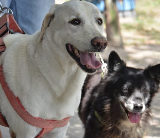 Dezembro Verde: CCZ de Campina Grande lança campanha intensiva contra o abandono de animais