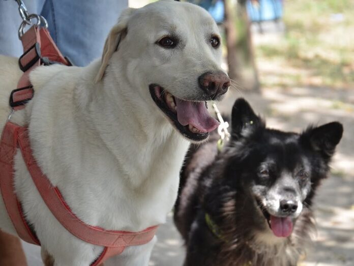 petcgIMG-20251204-WA0031