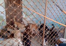 40 cães são resgatados em Campina Grande e tutor suspeito de maus-tratos é preso