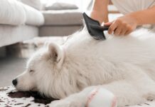 Dermatologia pet: saiba quais os cuidados com o pelo e a pele dos animais