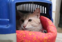 Pesquisa do Procon-JP encontra diferença de até R$ 1.150 no preço da castração de gatos