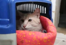 Animais também estão sujeitos a estresse devido às altas temperaturas