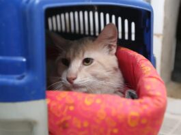 Pesquisa do Procon-JP encontra diferença de até R$ 1.150 no preço da castração de gatos